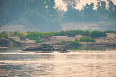 Scenic view of river in forest