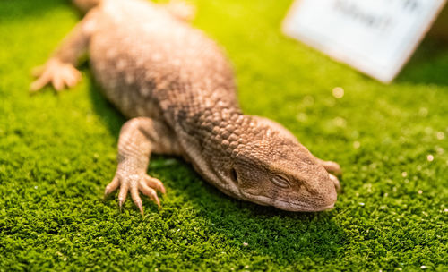 Close-up of a lizard on field