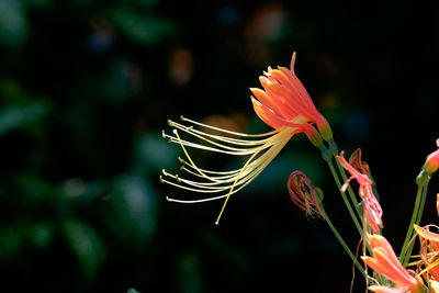 Close-up of flower against blurred background