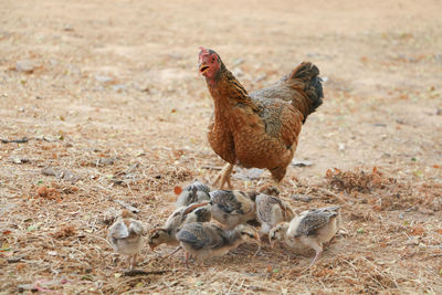 High angle view of birds on field
