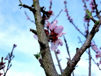 Low angle view of cherry blossom tree