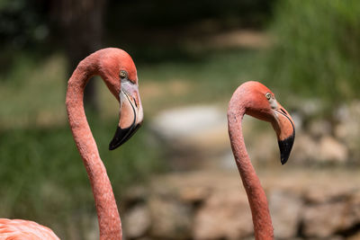 Close-up of flamingos 