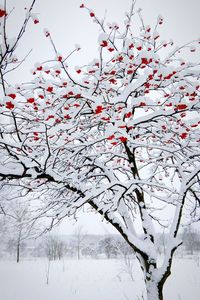 Close-up of snow on tree against sky