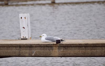 Seagull perching on a railing