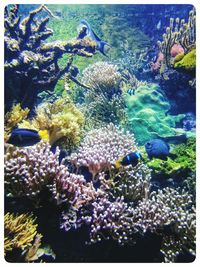 Close-up of coral swimming in sea