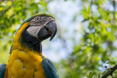 Close-up of a bird against blurred background