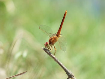 Close-up of dragonfly on plant