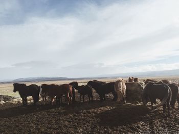 Cows on landscape against sky