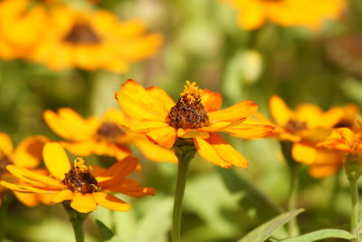 Close-up of bee on yellow flower