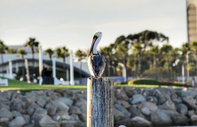Pelican perching on wooden post against sky