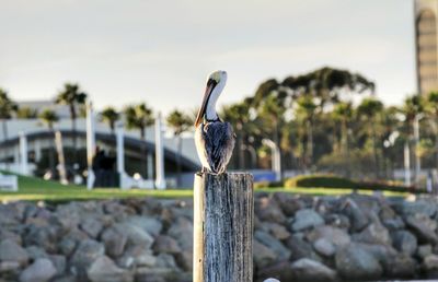 Close-up of bird perching on wooden post