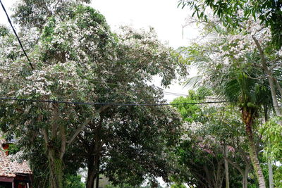 Low angle view of flowering trees against sky