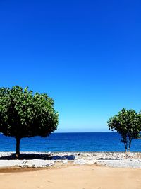 Trees on beach against clear blue sky