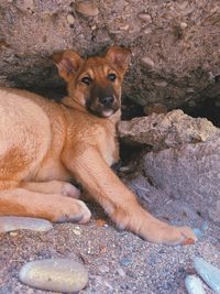 Portrait of dog relaxing on rock