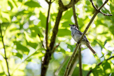 Low angle view of bird perching on branch