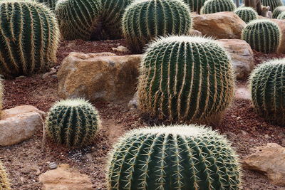 High angle view of succulent plant on field