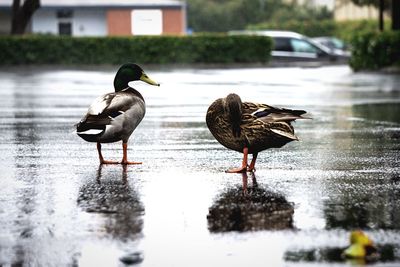 Bird in water