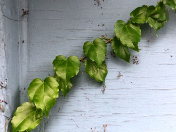 High angle view of fresh green leaves on table against wall