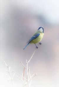 Close-up of bird perching on branch