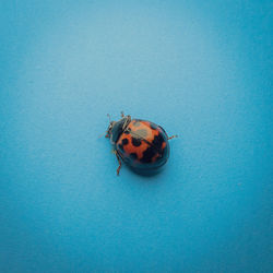 Close-up of ladybug on wall