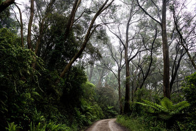 Road amidst trees in forest