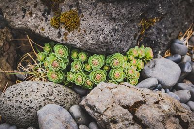 High angle view of succulent plants on rocks