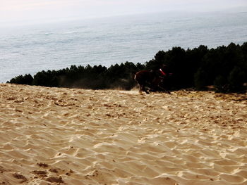 View of dog on beach