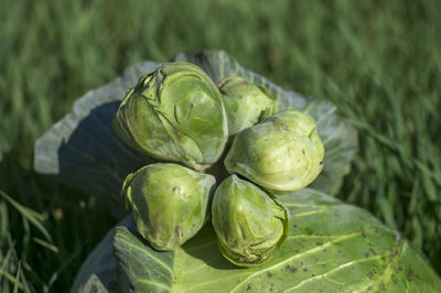 Close-up of bananas growing on field