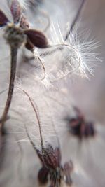 Close-up of white flower seeds