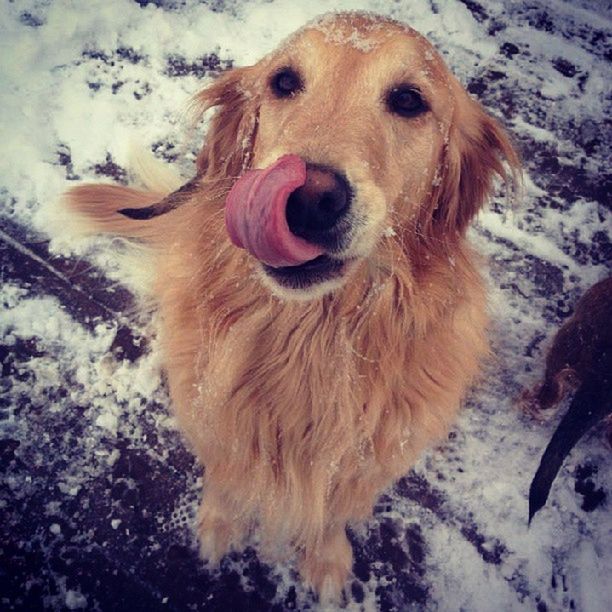 snow, domestic animals, cold temperature, winter, dog, animal themes, pets, season, mammal, one animal, weather, covering, frozen, high angle view, nature, white color, field, day, outdoors, no people