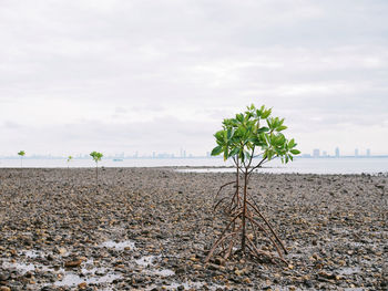 Plant growing on beach against sky