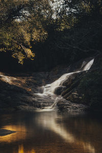 Scenic view of waterfall in forest