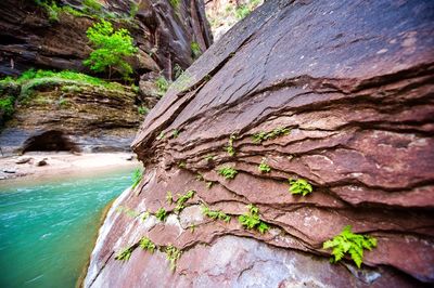 Close-up of rock amidst trees