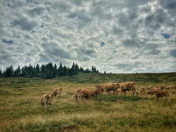 Grass grazing on grassy field against cloudy sky