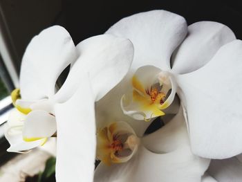 Close-up of white flowers blooming outdoors