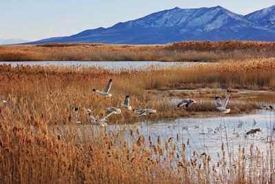 Scenic view of lake against blue sky