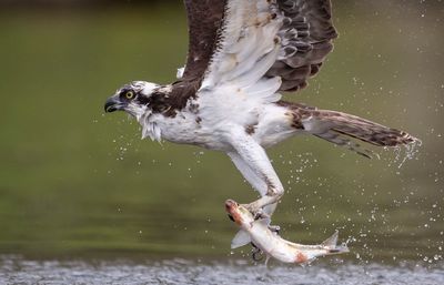 Bird flying over lake