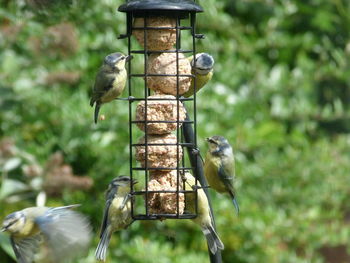 Bird perching on a feeder