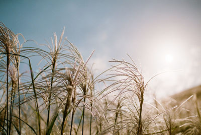 Close-up of stalks in field against sky