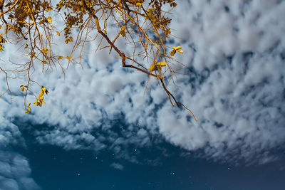 Low angle view of plant against sky during winter