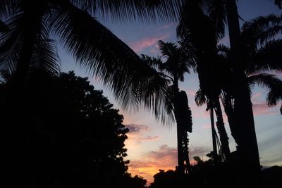 Low angle view of silhouette palm trees at night