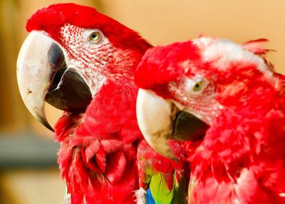 Close-up of a parrot