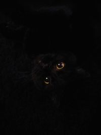 Portrait of cat against black background