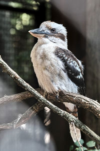 Close-up of bird perching on branch