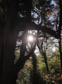 Sun shining through trees