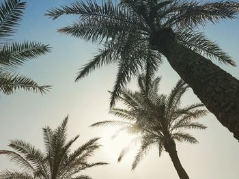 Low angle view of silhouette palm tree against clear sky