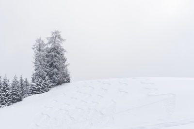 Snow covered tree on field during winter