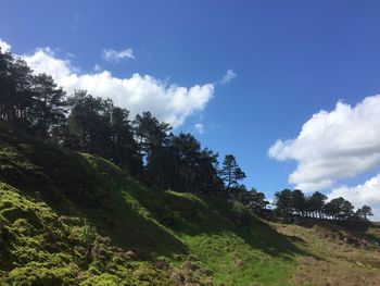 Trees in forest against sky