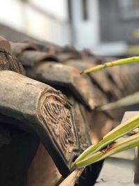 Close-up of lizard on dry leaves