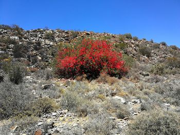 Flowering plants on field against clear sky